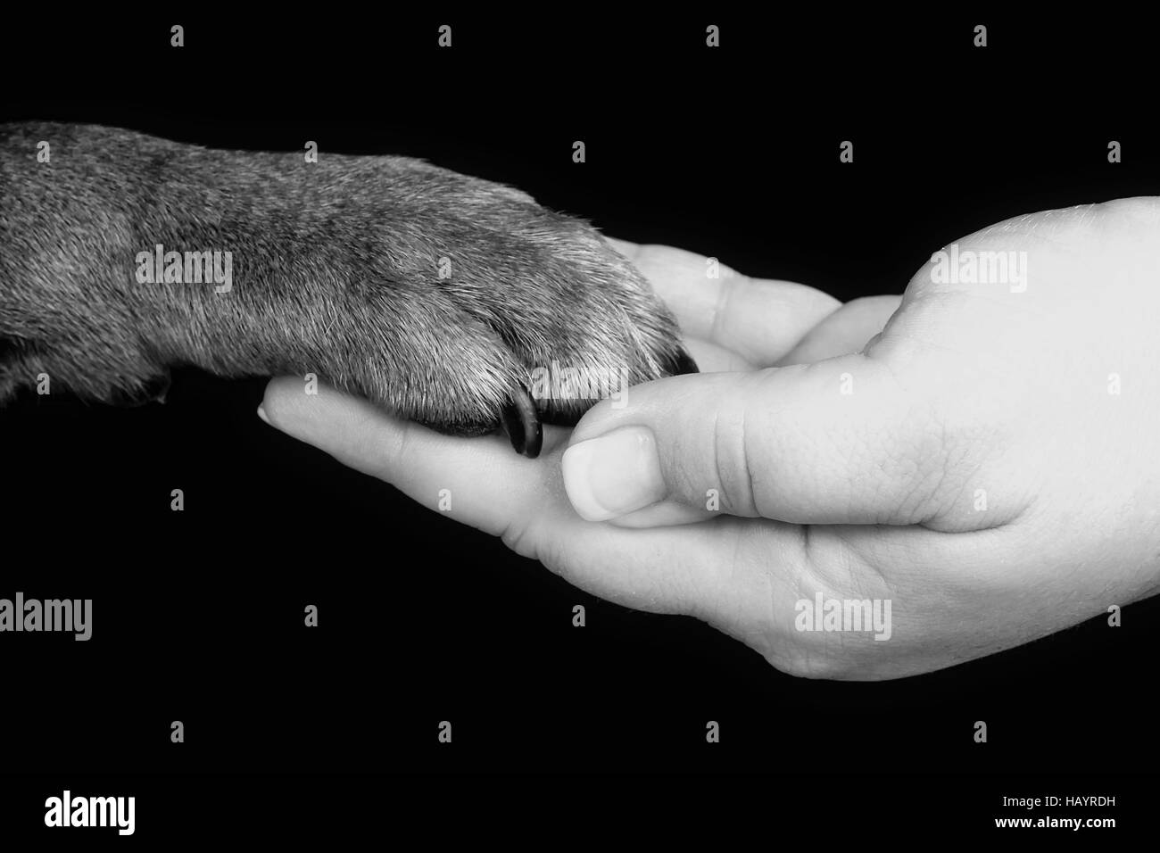 Trucco di cane Foto Stock