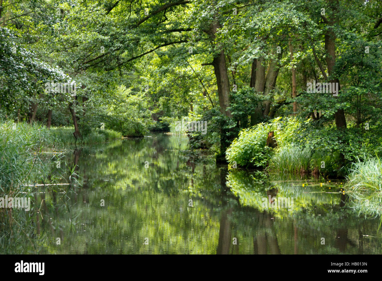 Fiume, Riva, ninfee galleggianti, flottante, Foto Stock