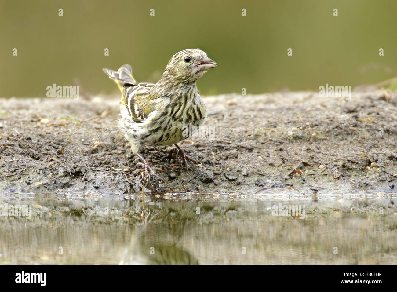 Carduelis spinus Foto Stock