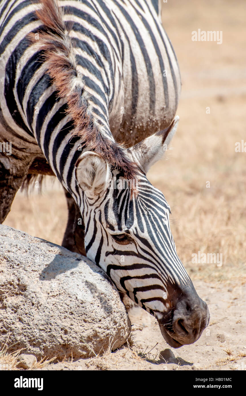 Zebra di graffiare il suo volto Foto Stock