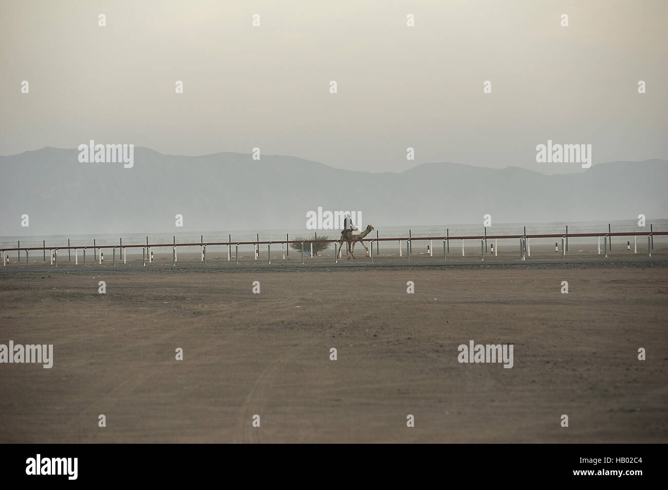 Una cavalcata solitaria sul suo cammello riscaldandolo fino per le corse di cammelli in Oman prima che il sole appare all'orizzonte in opaco, foschia mattutina Foto Stock