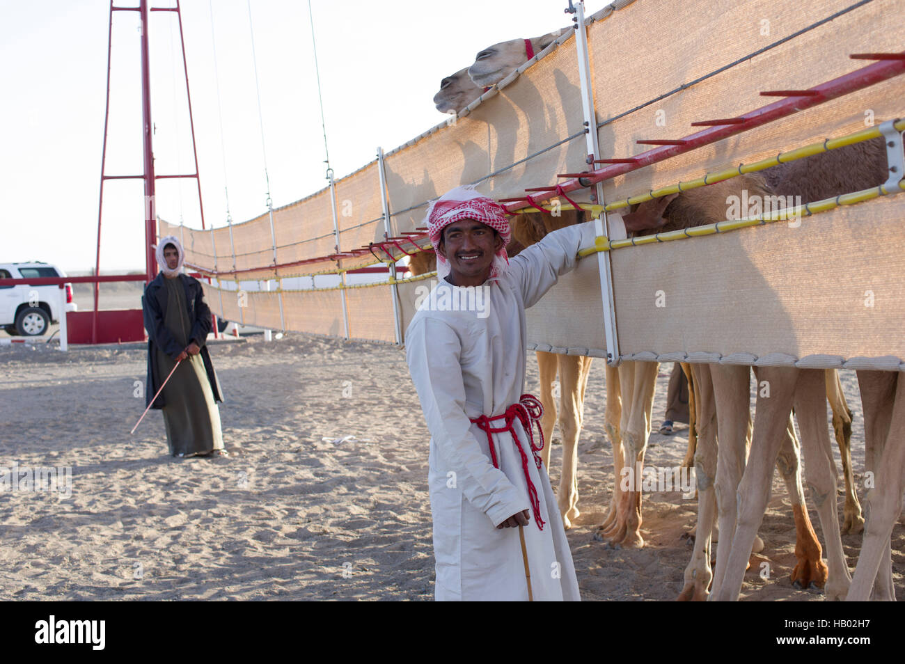 Cammelli in attesa dietro una barriera di competere in una gara di cammello nel deserto dell'Oman villaggio di Abiad sono frequentati da loro accompagnatore. Foto Stock