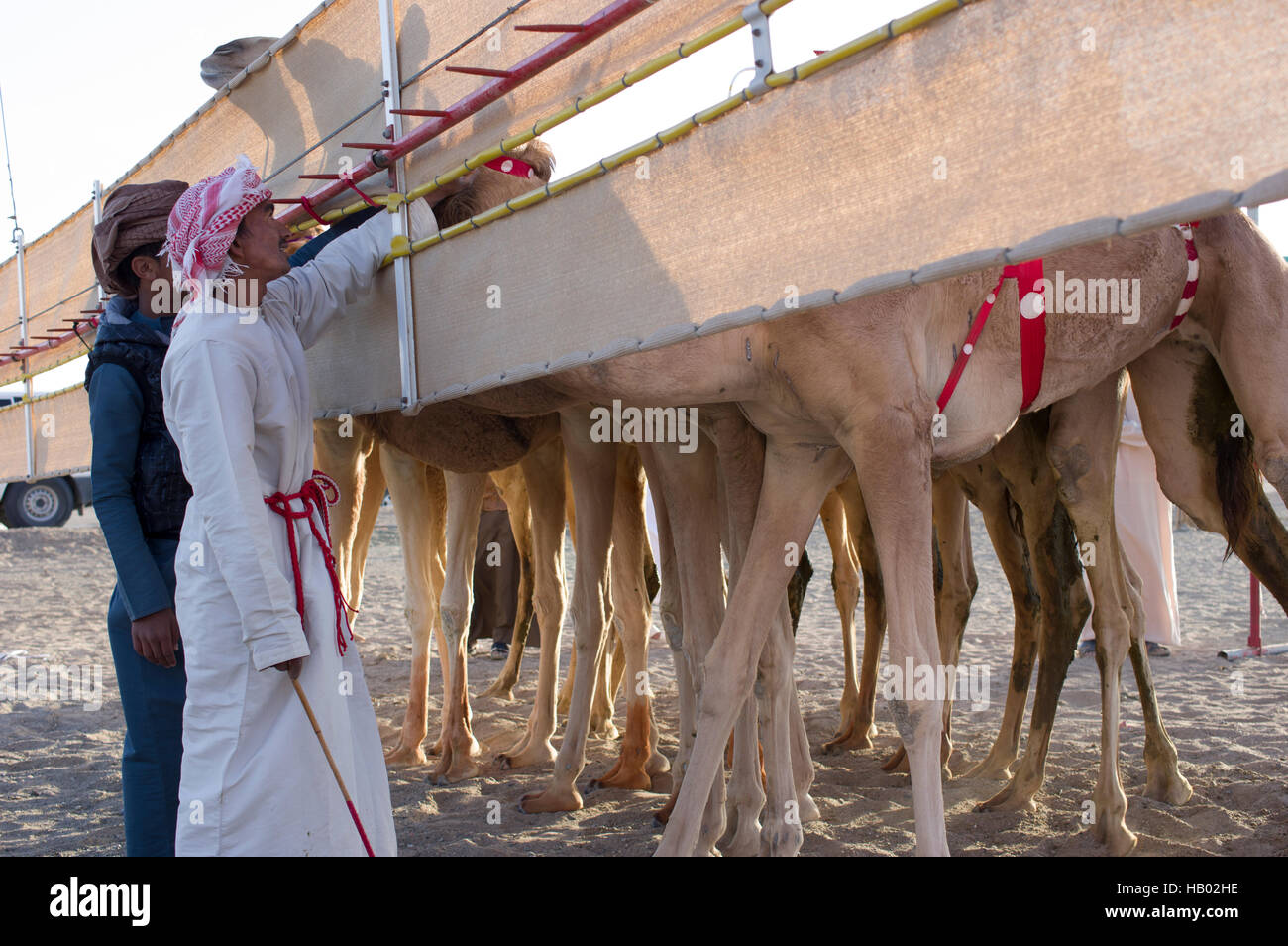Cammelli in attesa dietro una barriera di competere in una gara di cammello nel deserto dell'Oman villaggio di Abiad sono frequentati da loro accompagnatore. Foto Stock