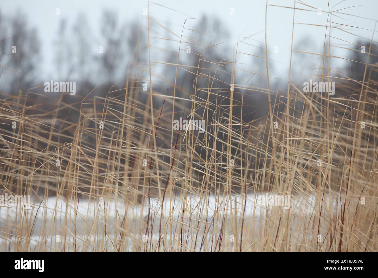 Il freddo vento invernale Foto Stock