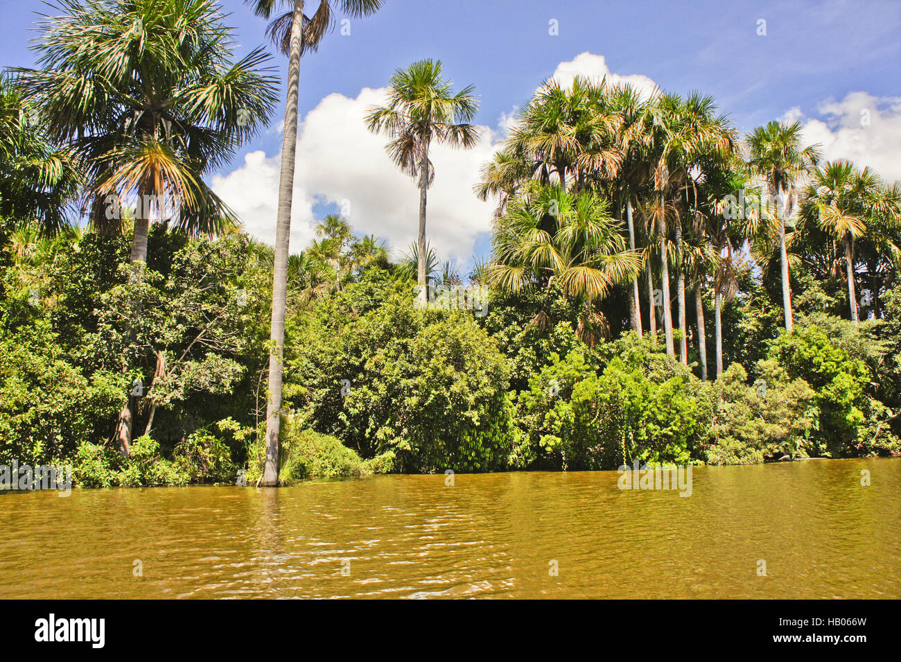 Bacino Amazzonico, Tambopata National Park, Perù Foto Stock