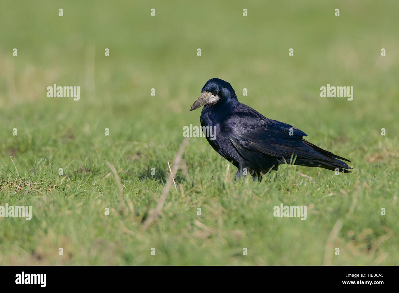 Rook Foto Stock