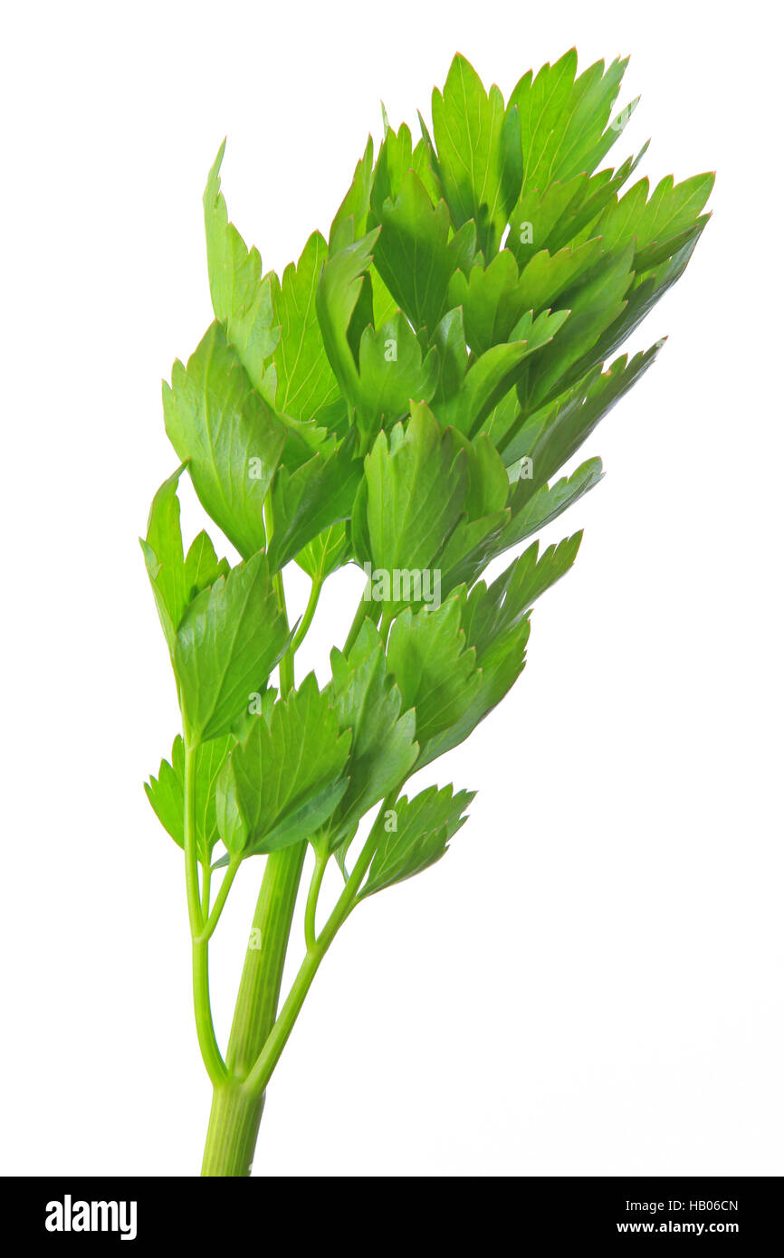 (Levistico Levisticum officinale) Foto Stock