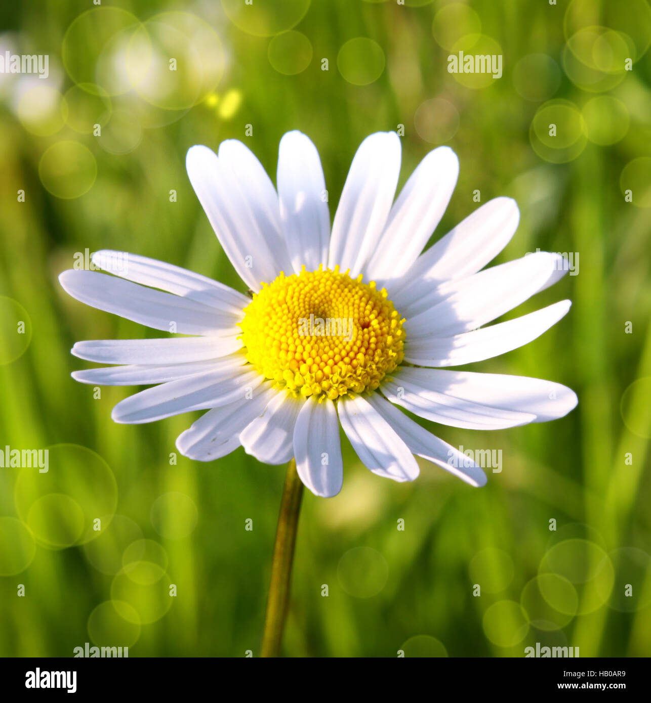 Bianco fiore a margherita . Foto Stock