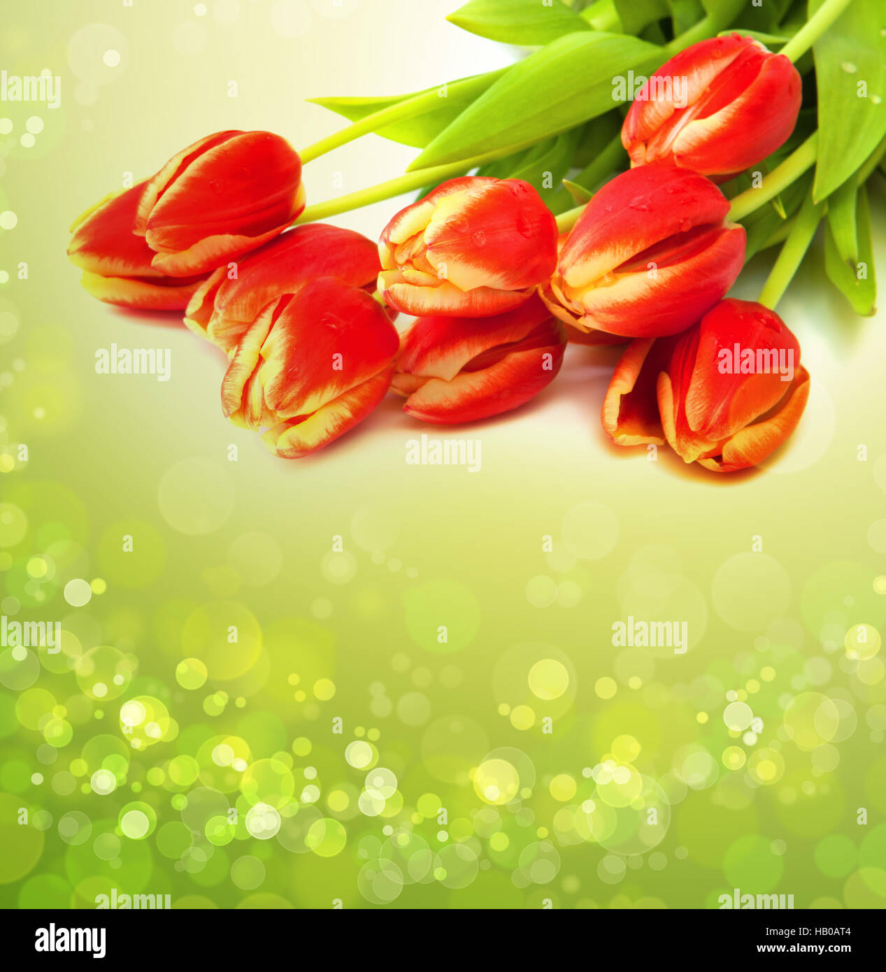 Tulipani rossi isolato su sfondo verde. Foto Stock