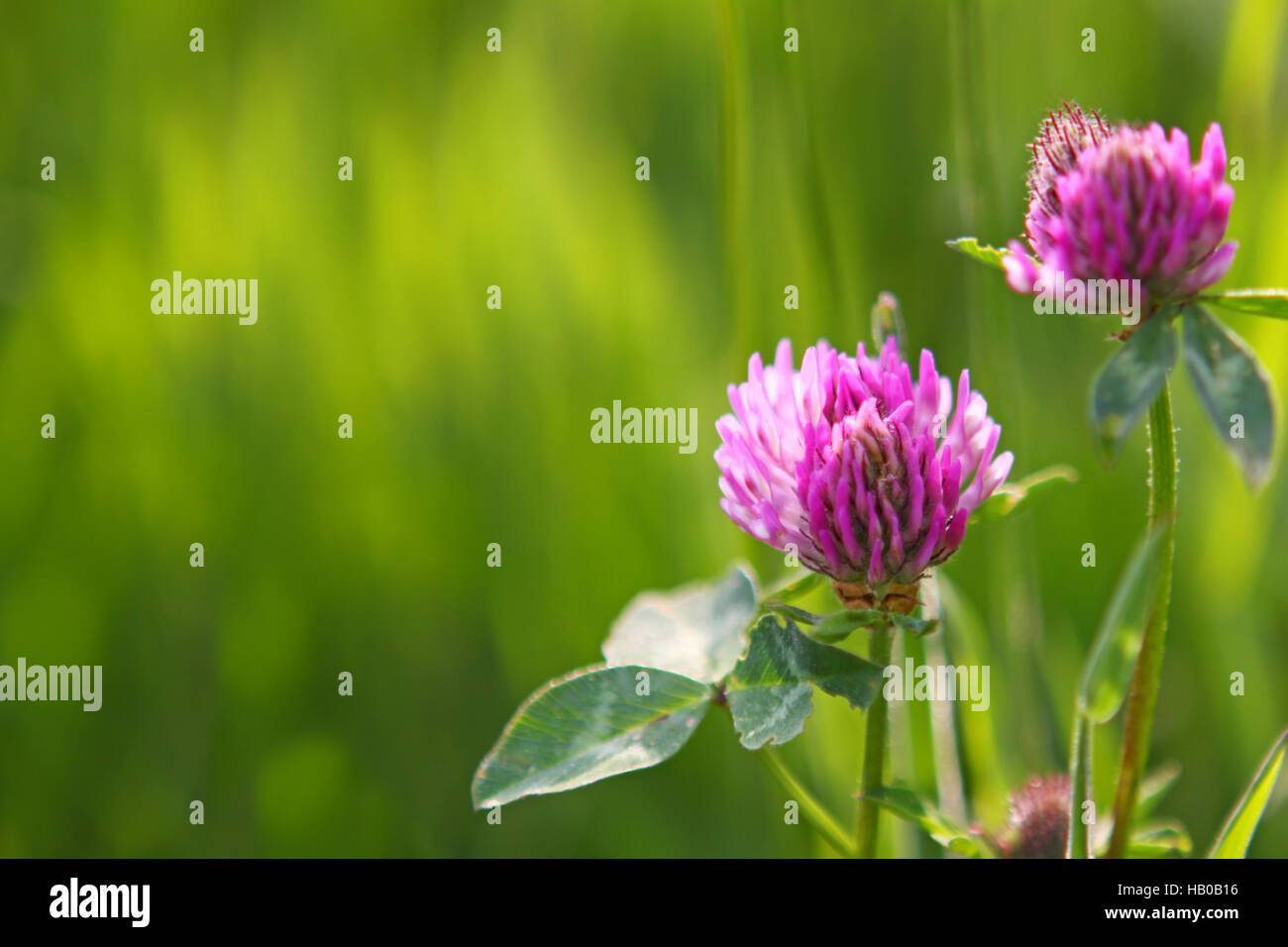 Due fiori di trifoglio isolato. Foto Stock