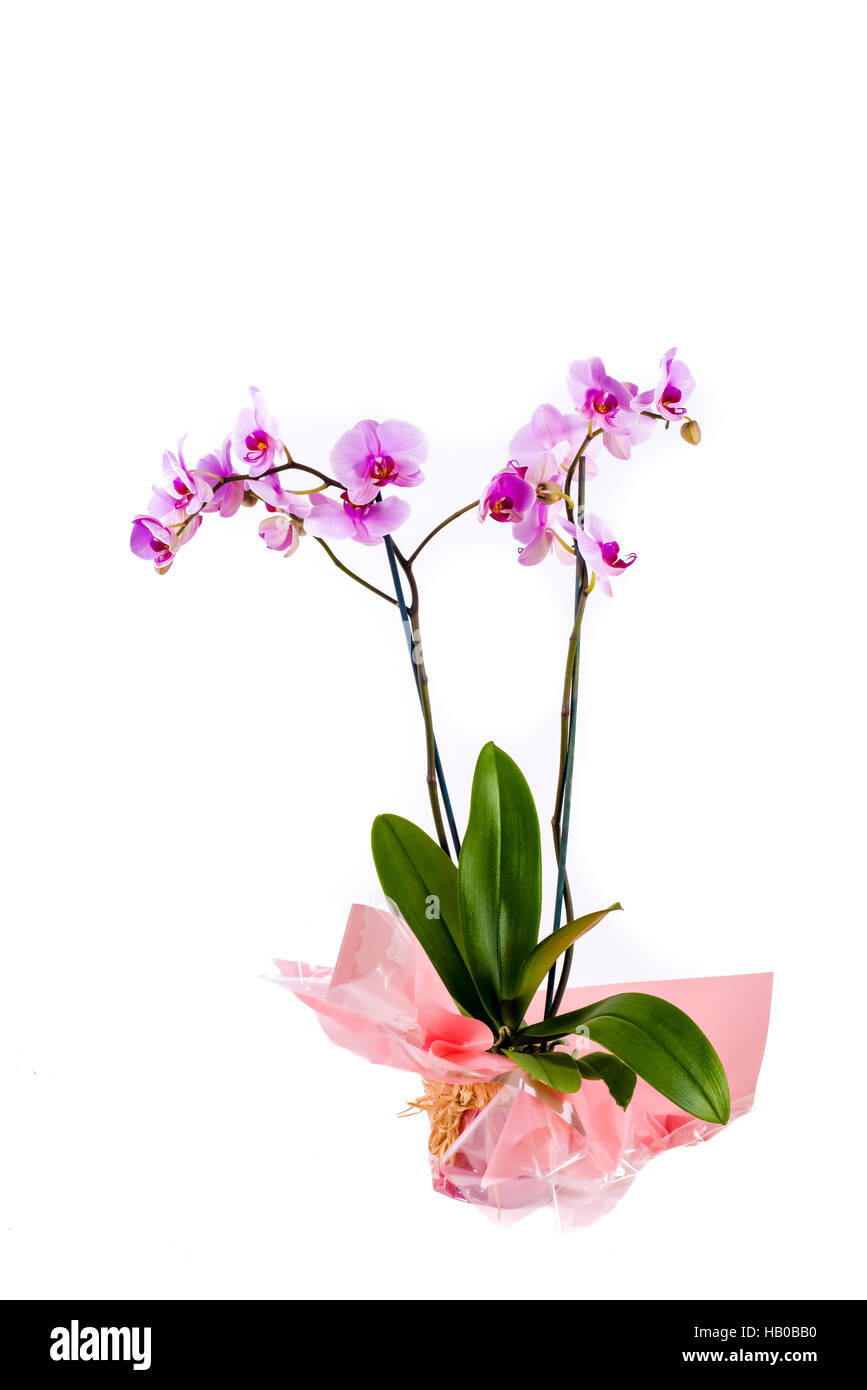 Orchidea sulla corteccia Immagini senza sfondo e Foto Stock ritagliate -  Alamy