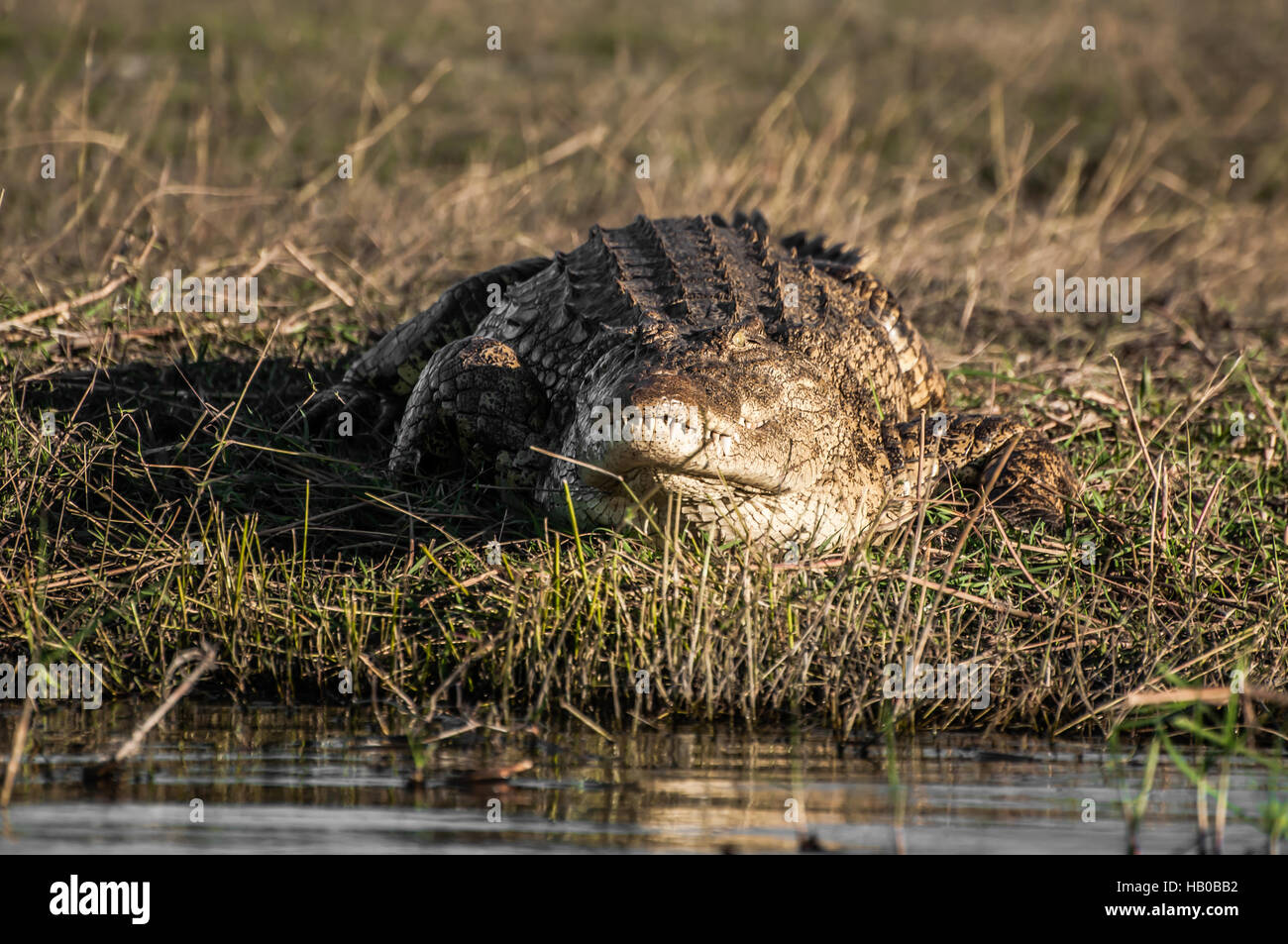 Nilo crockodile a Chobe sulla riva del fiume. Foto Stock