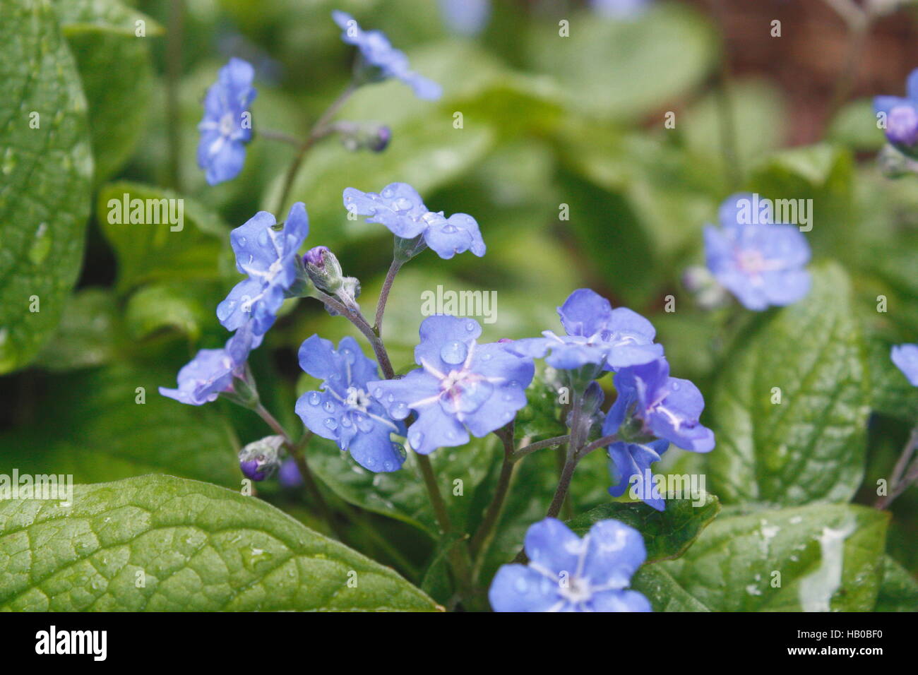 Piccolo Fiore blu Foto Stock