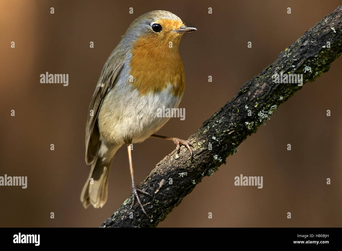 Pettirosso europeo Foto Stock