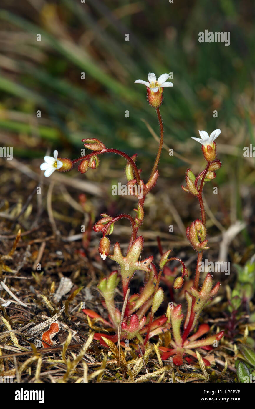 Rue-lasciava sassifraga, Saxifraga tridactylites Foto Stock