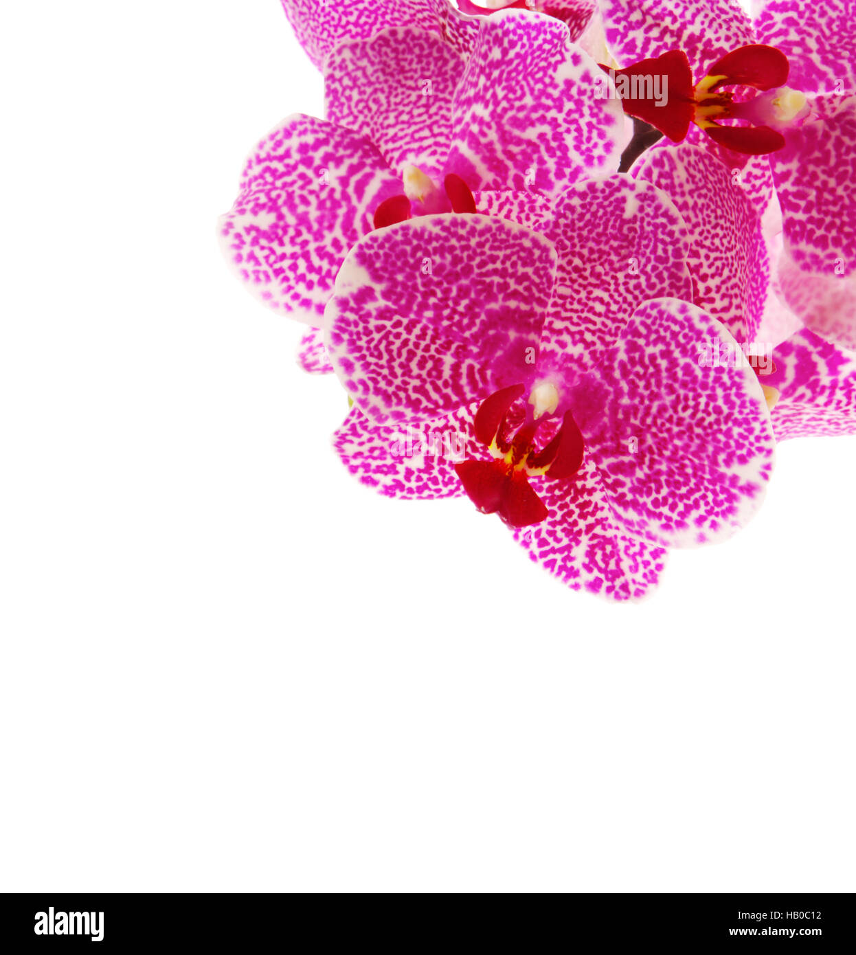 Rami Luminosi Decorativi Con Fiori Di Orchidea Finti A LED, 2 Confezioni (Viola E Bianco), 40 Luci Totali, Alimentazione A Batteria