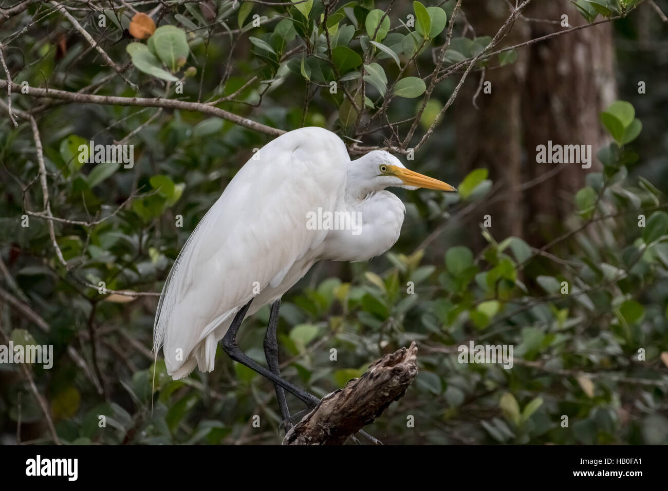 Airone bianco maggiore (Ardea alba), Big Cypress National Preserve, Florida Foto Stock