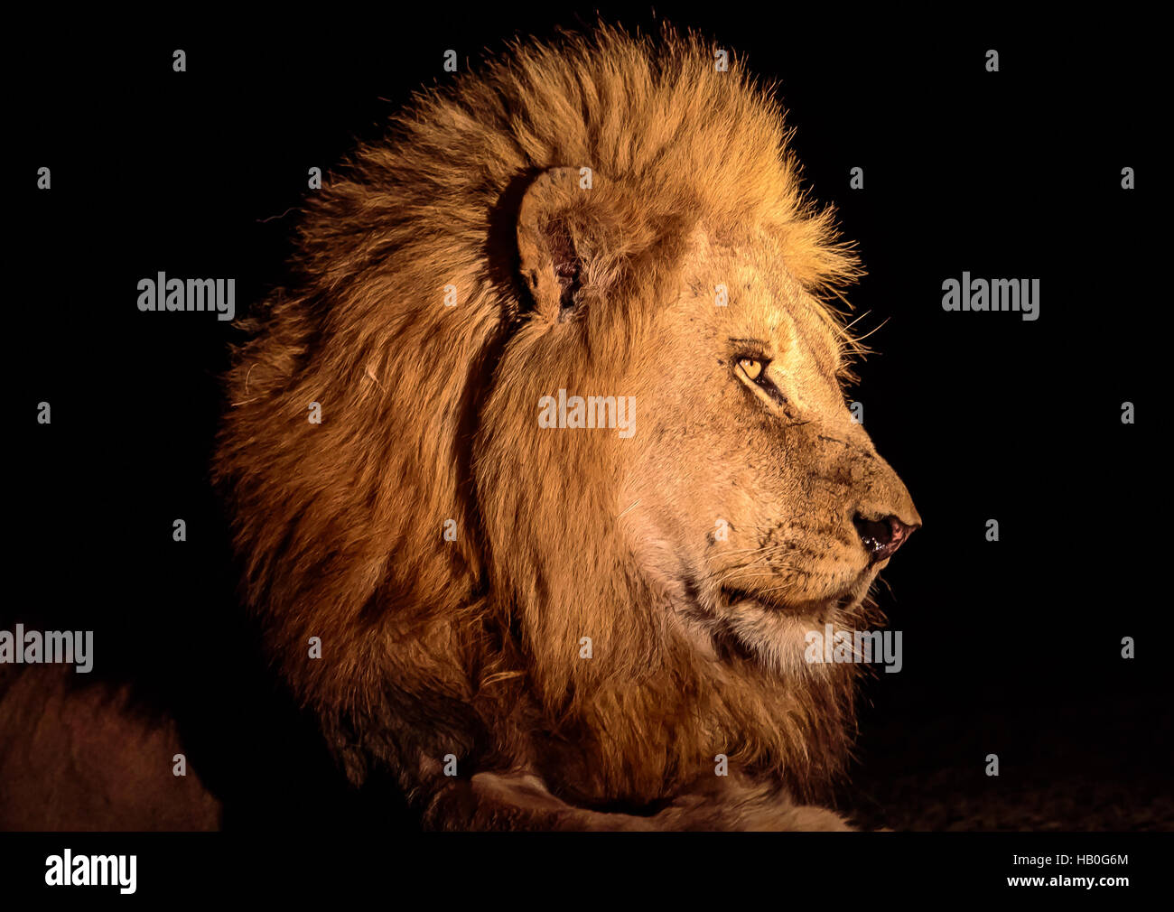 In prossimità della testa di un magnifico lion di notte Foto Stock