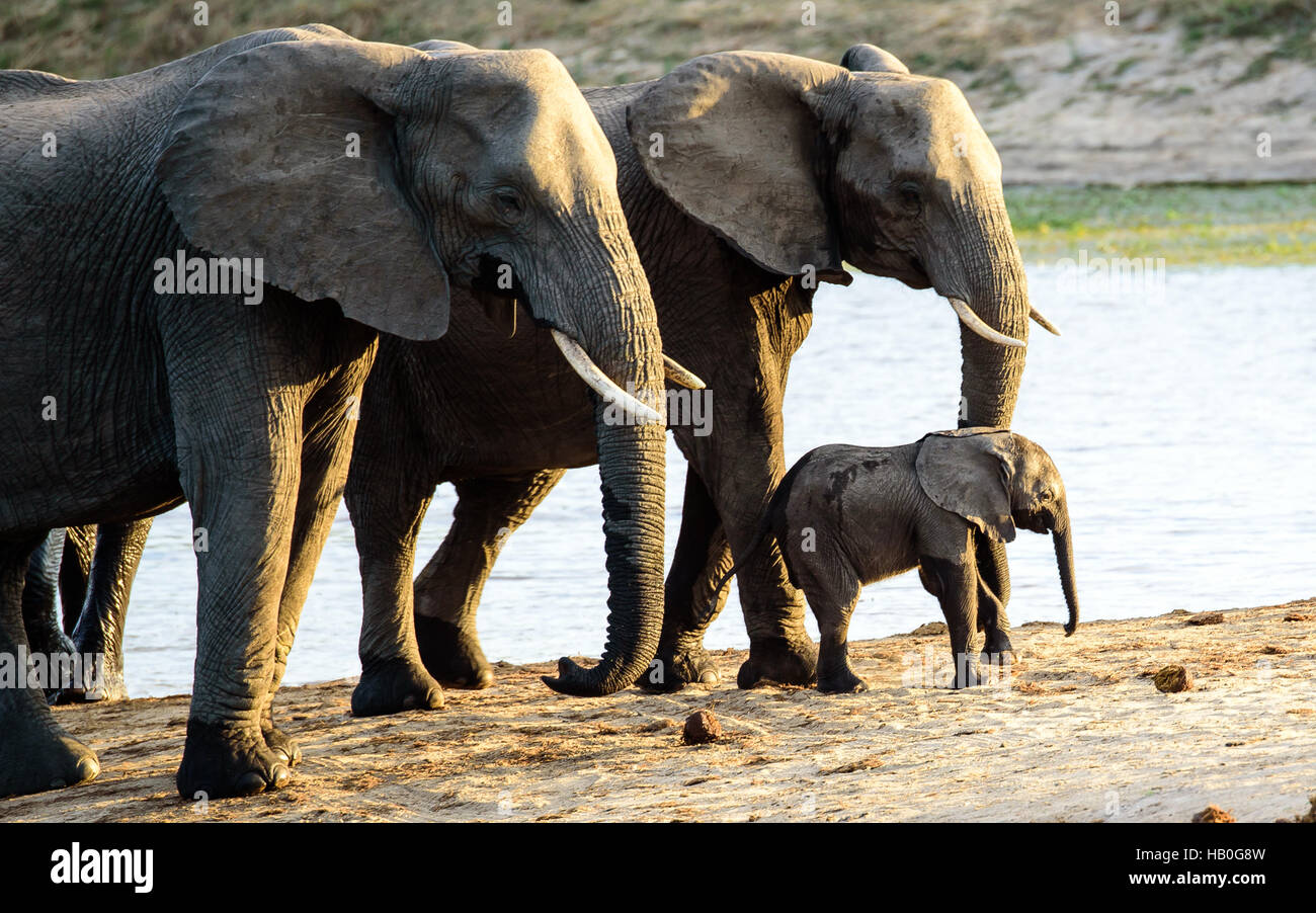 Vitello di elefante strettamente sorvegliato Foto Stock