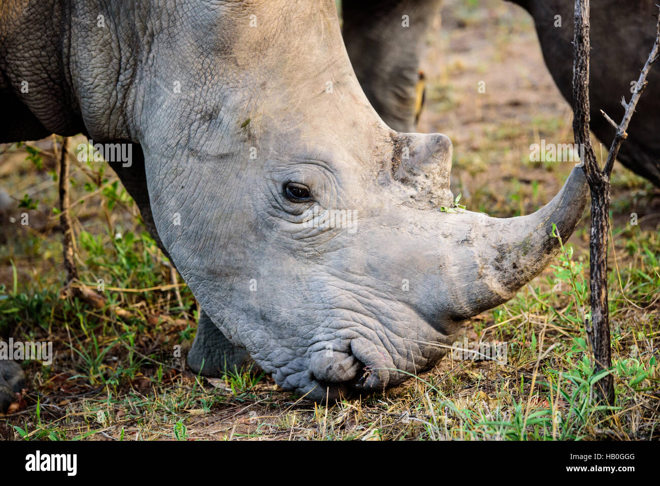 Colpo alla testa di un Rhino Foto Stock