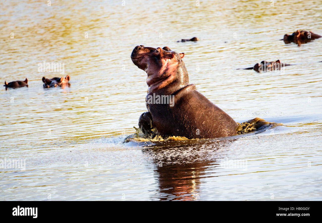 Hippo porpoising nel waterhole Foto Stock