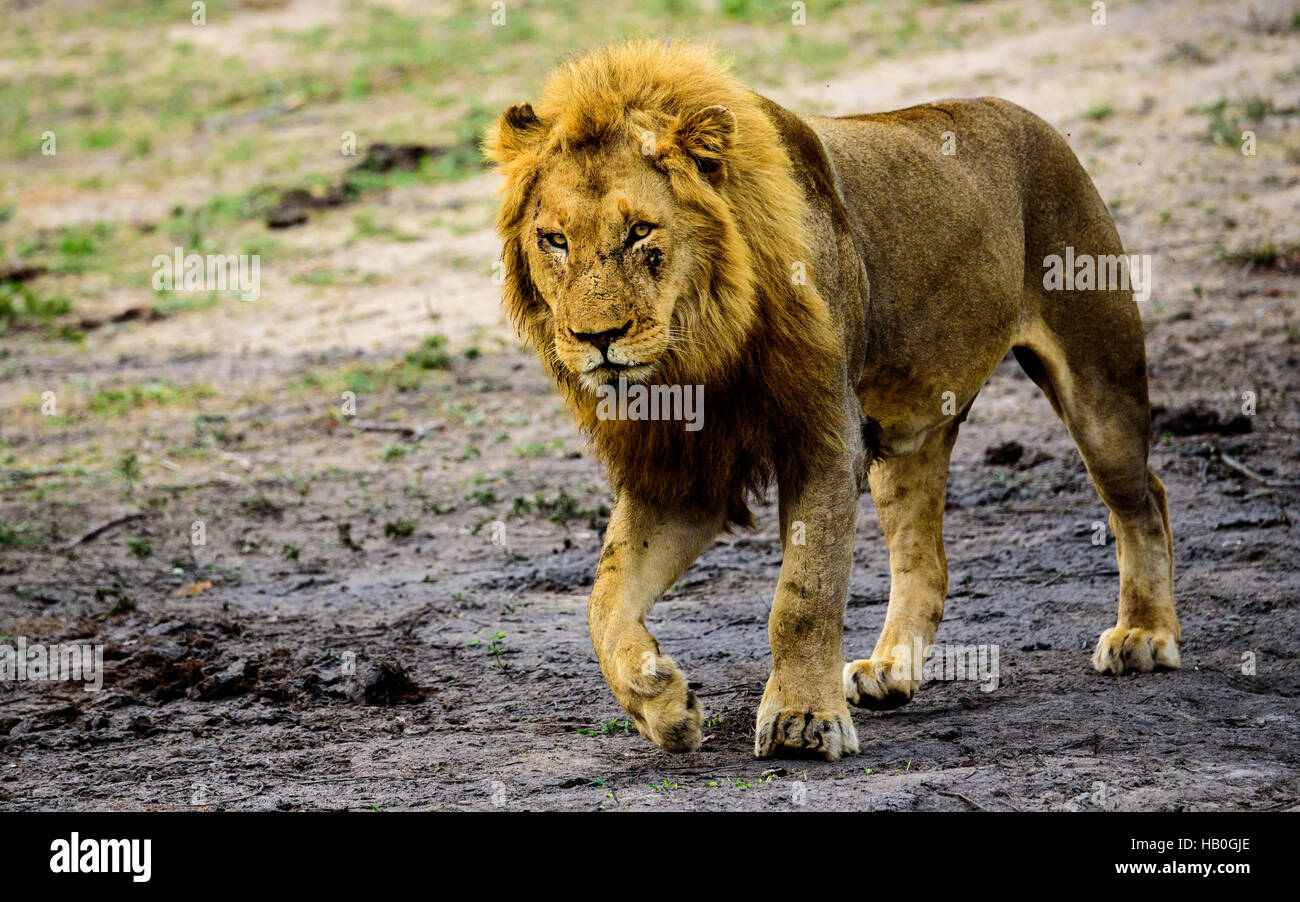 Maschio di avvicinamento di Lion Foto Stock