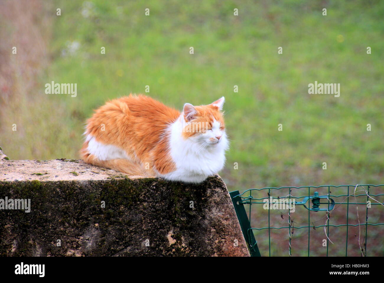 Lo zenzero Cat con capelli lunghi è seduta su una parete Foto Stock