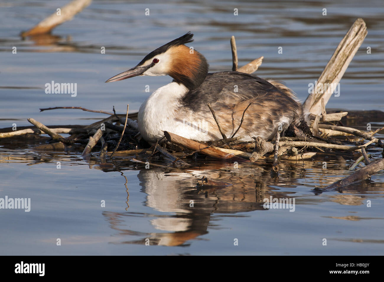 Svasso maggiore, Podiceps cristatus Foto Stock