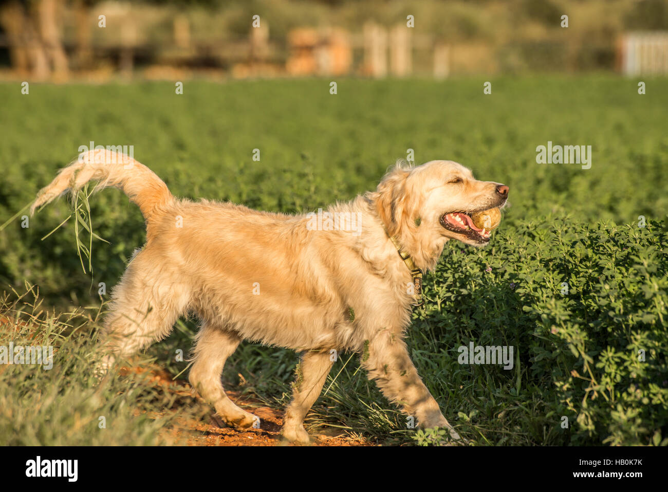 Il Golden Retriever con palla da tennis Foto Stock