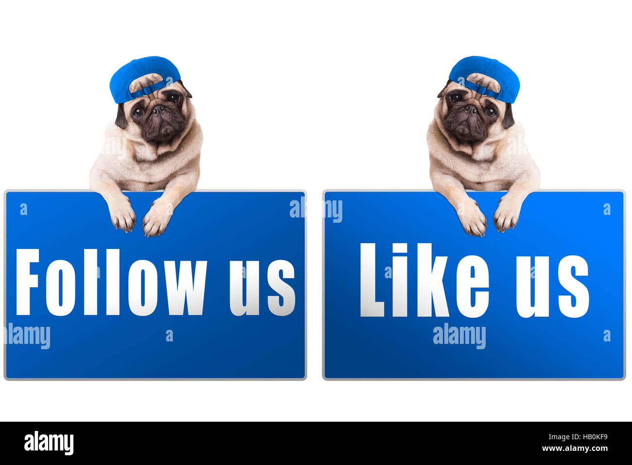 Pug cucciolo di cane con follow us e come noi segno e indossando tappo blu, islolated su sfondo bianco Foto Stock