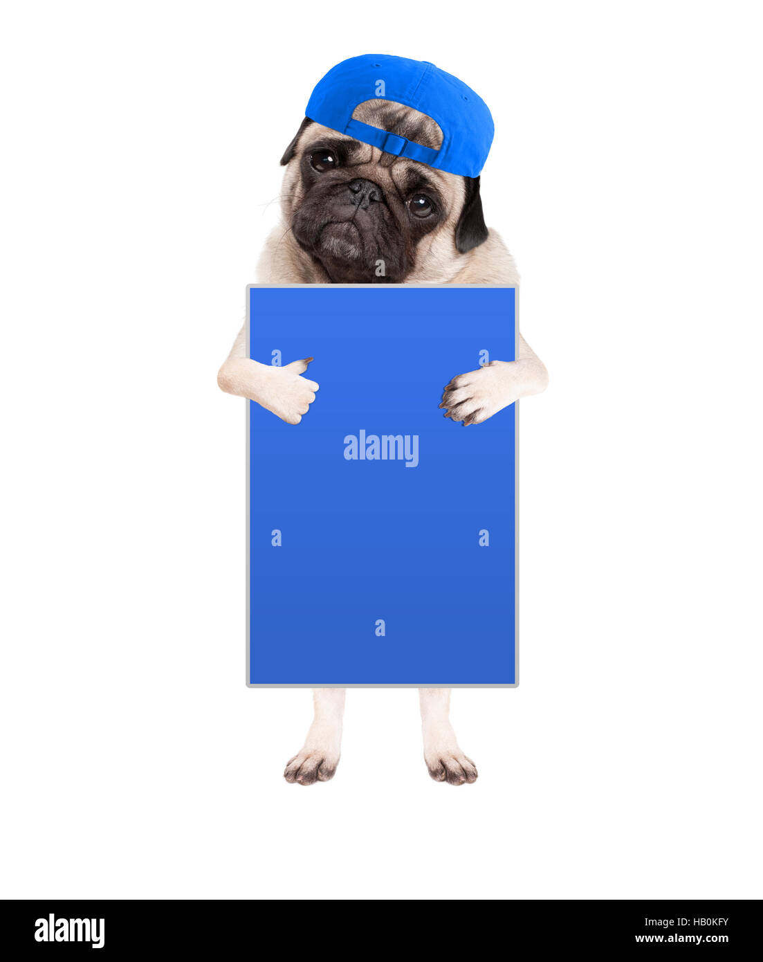 Carino pug cucciolo di cane con cappuccio, in piedi tenendo vuoto segno blu e dando una simile con il pollice, isolato su sfondo bianco Foto Stock