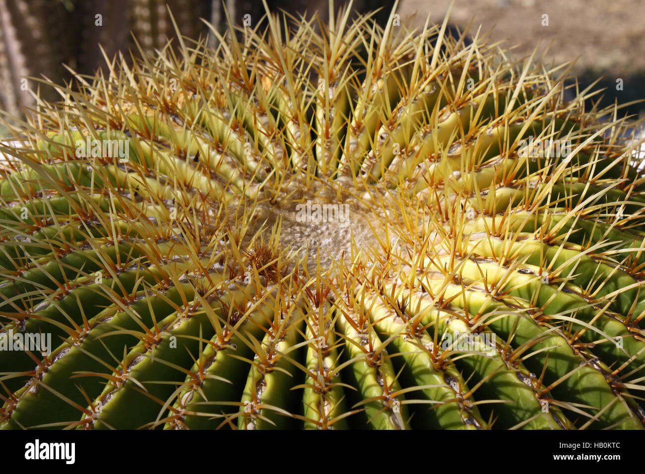Palla dorata cactus Foto Stock