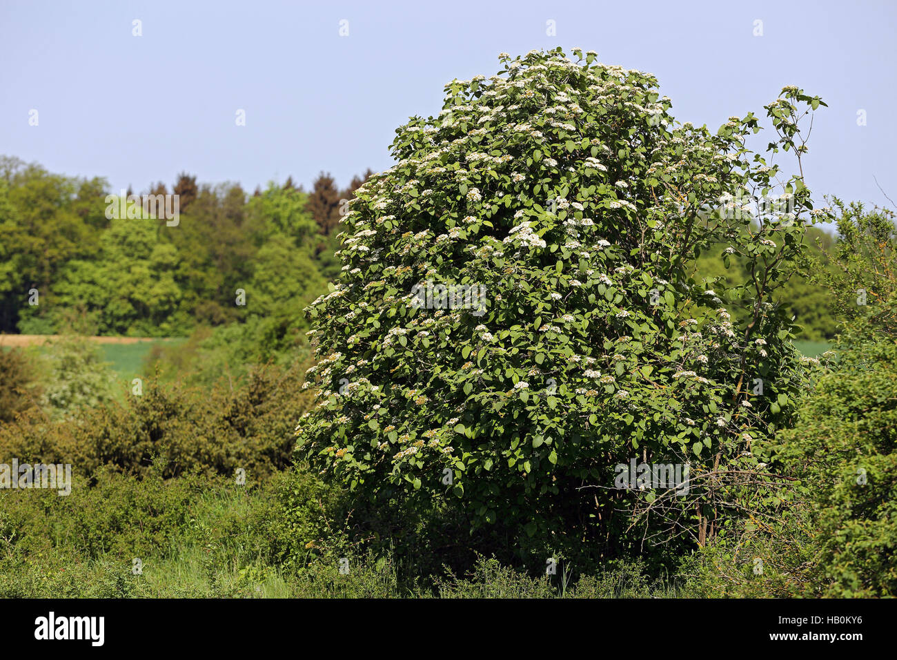 Wayfaring tree, Viburnum lantana Foto Stock