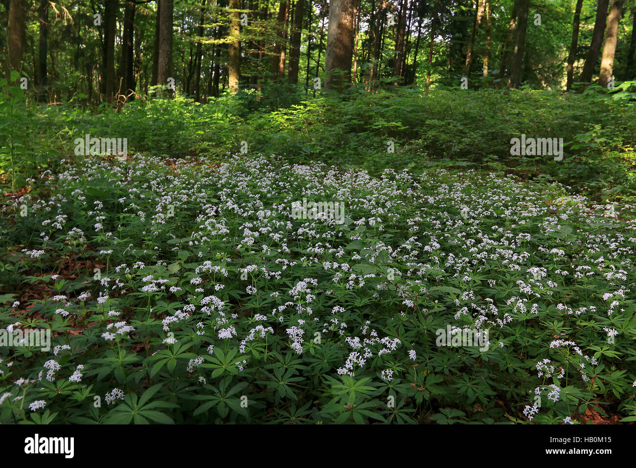 Bedstraw Sweetscented, Galium odoratum Foto Stock