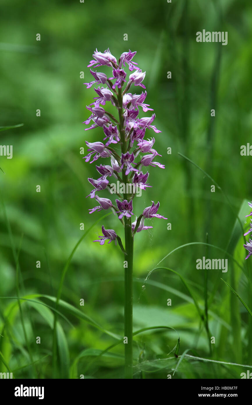 Orchidea militare, Orchis militaris Foto Stock