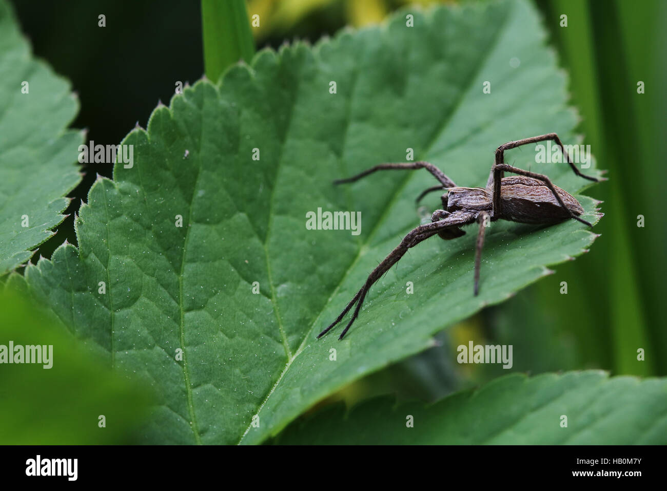 Vivaio spider web, Pisaura mirabilis Foto Stock