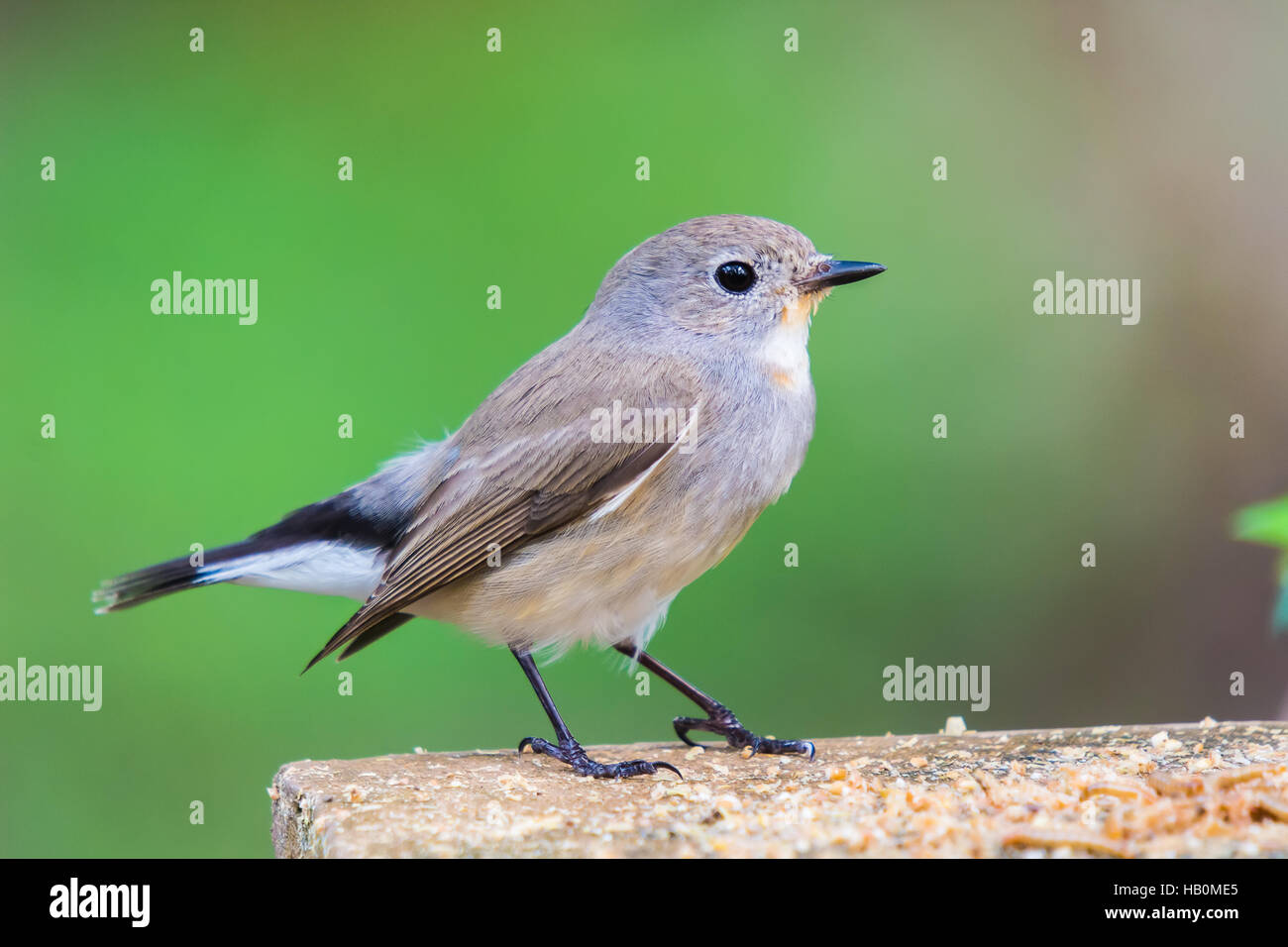 Red Throated Flycatcher (Ficedula albicilla) di Uccelli nel giardino Foto Stock