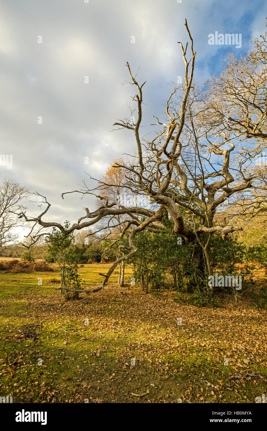 Dead quercia in autunno la luce solare new forest HAMPSHIRE REGNO UNITO Foto Stock
