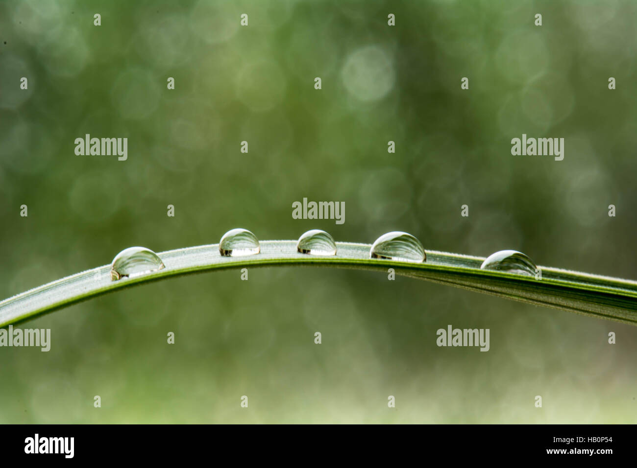 Macro acqua goccia sulla foglia verde con sfondo bokeh di fondo Foto Stock