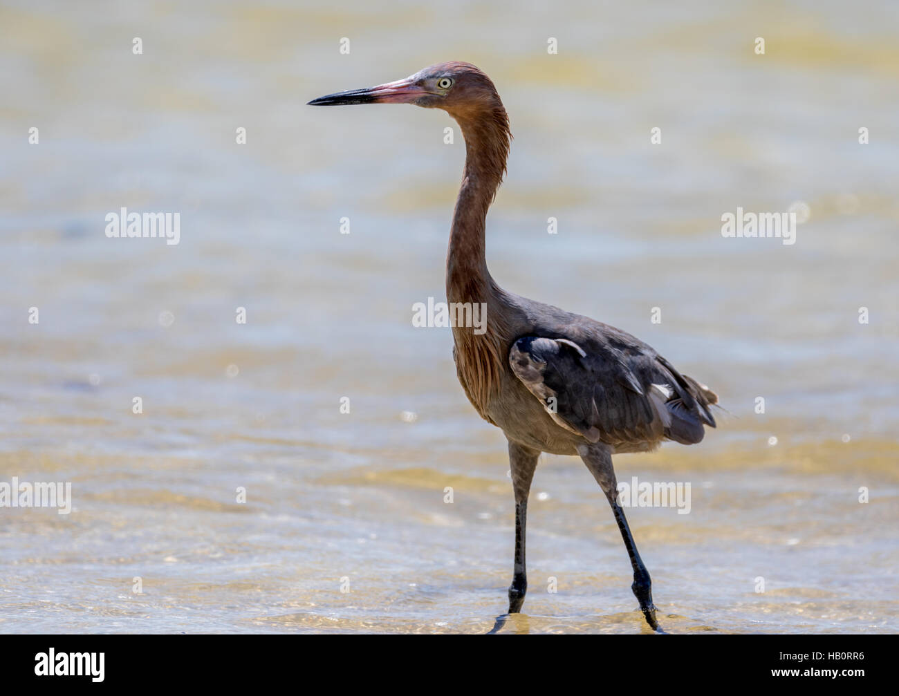 Reddish Garzetta (Egretta rufescens), San Carlos Bay, Bunche Beach preservare, Florida Foto Stock