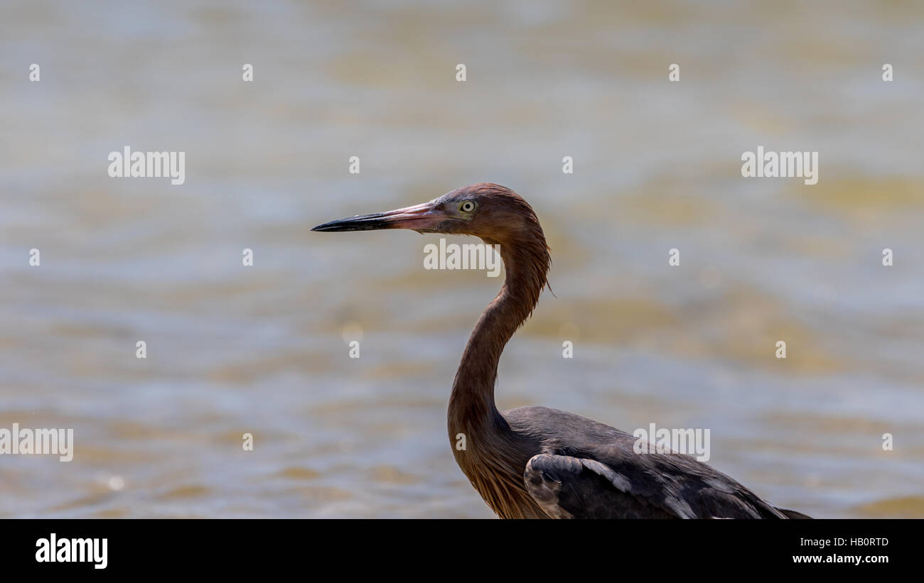 Reddish Garzetta (Egretta rufescens), San Carlos Bay, Bunche Beach preservare, Florida Foto Stock