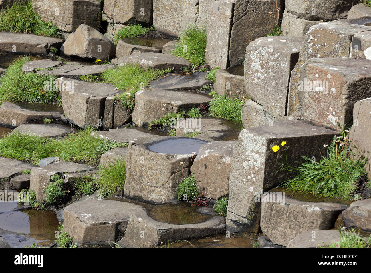 Colonne di basalto di Giant's Causeway, Ulster GB Foto Stock