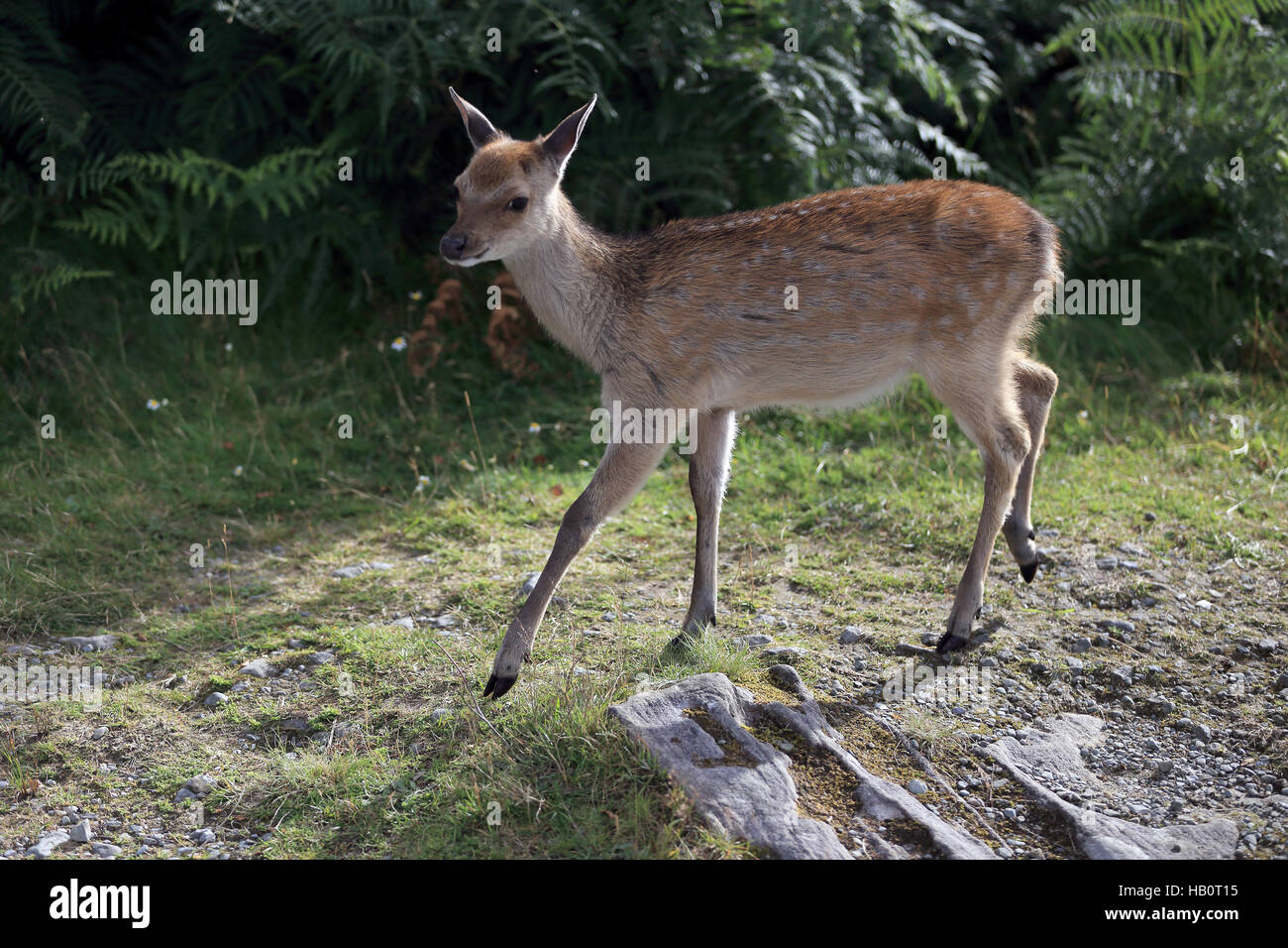 Red Deer Fawn, Cervus elaphus, Rothirschkalb Foto Stock