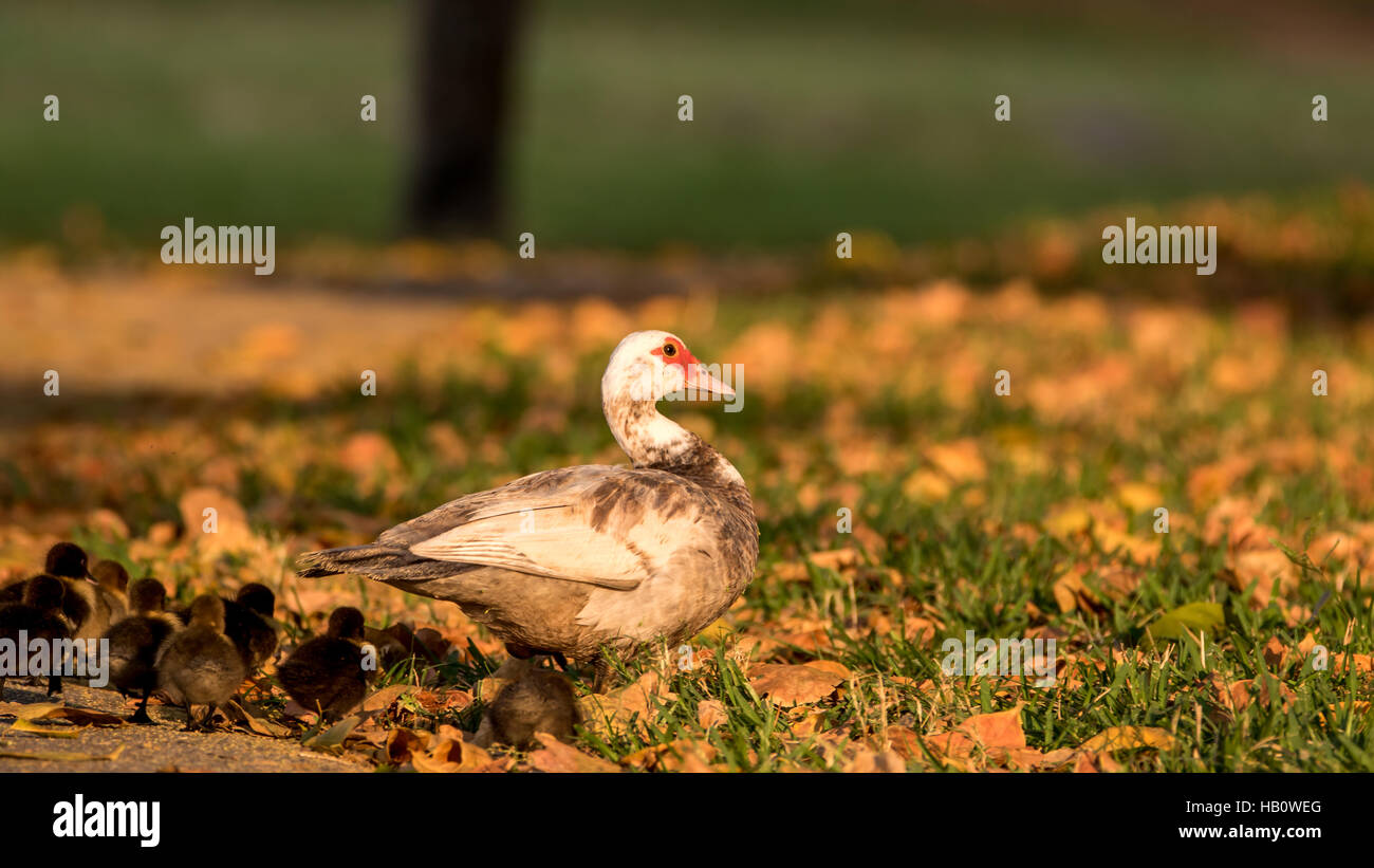 Anatra muta (Cairina moschata) con anatroccoli, lago presso le amache, Kendall, Florida Foto Stock
