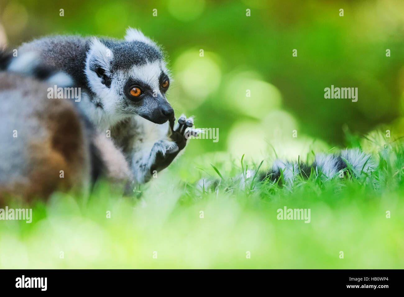 Anello-tailed lemur primate (Lemur catta) Foto Stock