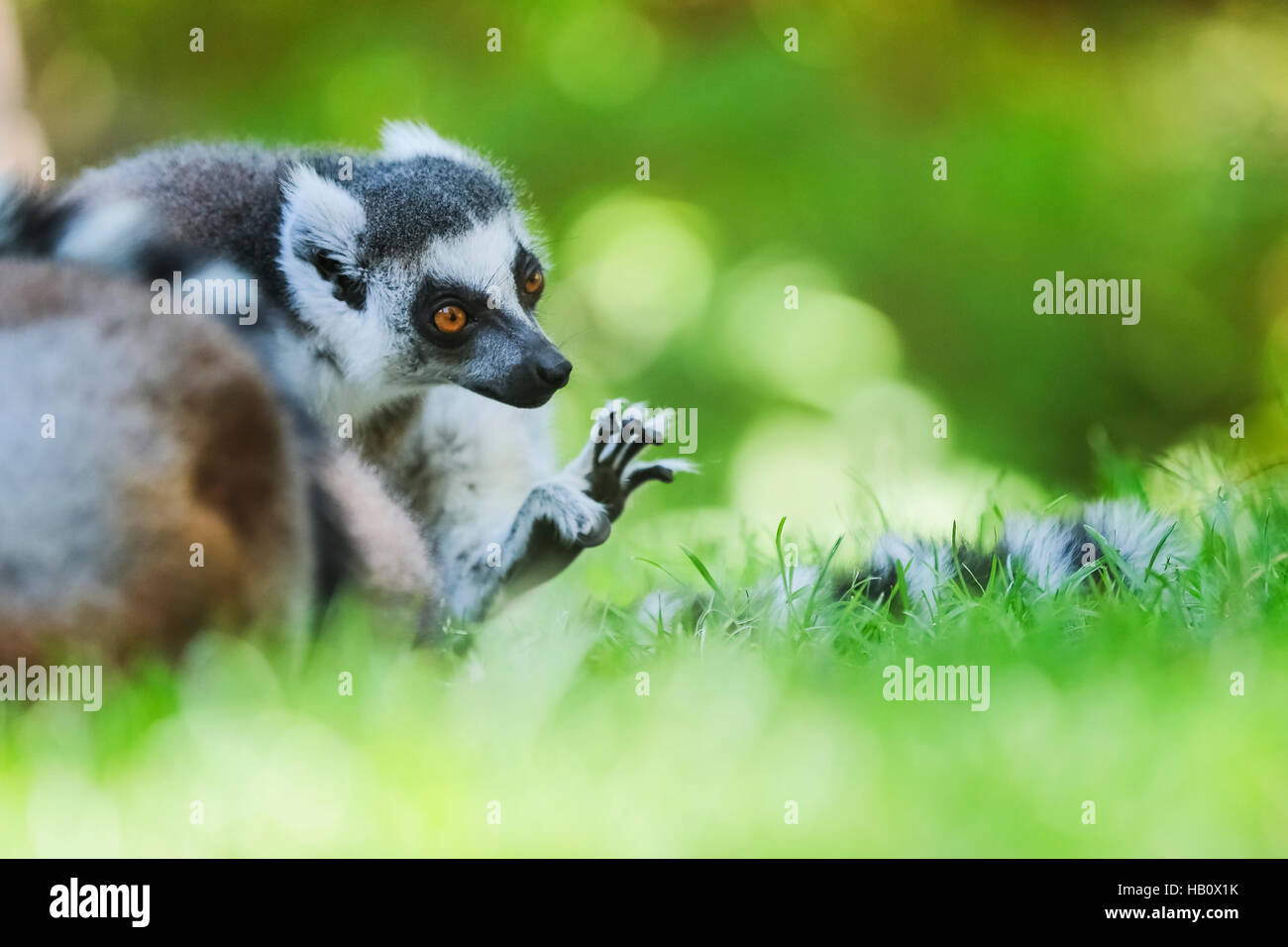 Anello-tailed lemur primate (Lemur catta) Foto Stock