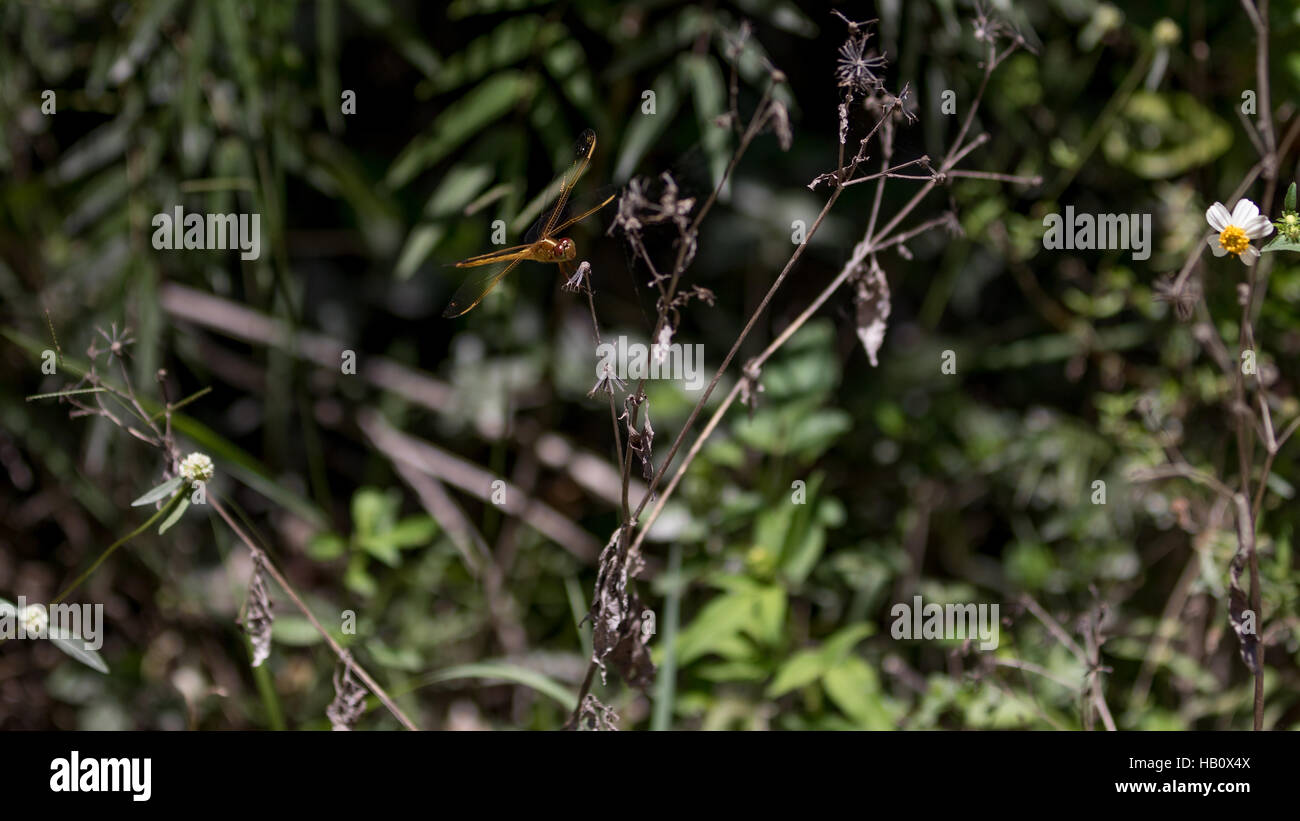 Libellula, Big Cypress National Preserve, Florida Foto Stock