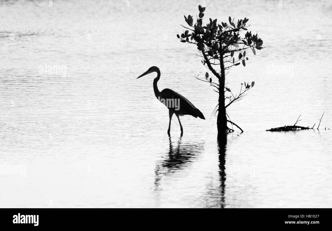 Grande airone blu (Ardea erodiade), Merritt Island National Wildlife Refuge, Florida Foto Stock