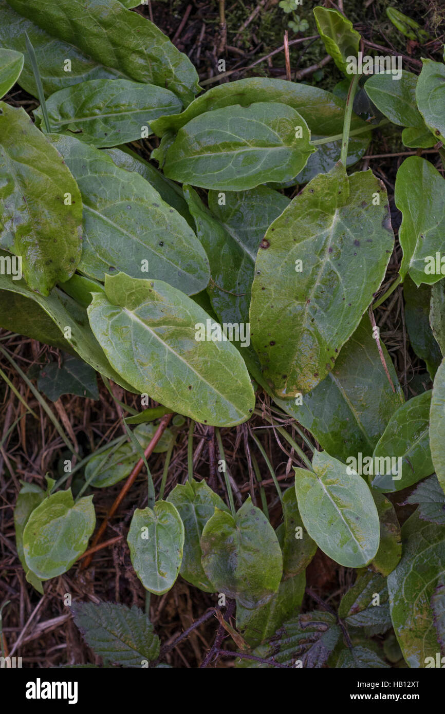 Comuni / Acetosa Rumex acetosa crescente selvatici in un Cornish siepe. Rovistando e sala da pranzo sul concetto di selvatico. Foto Stock