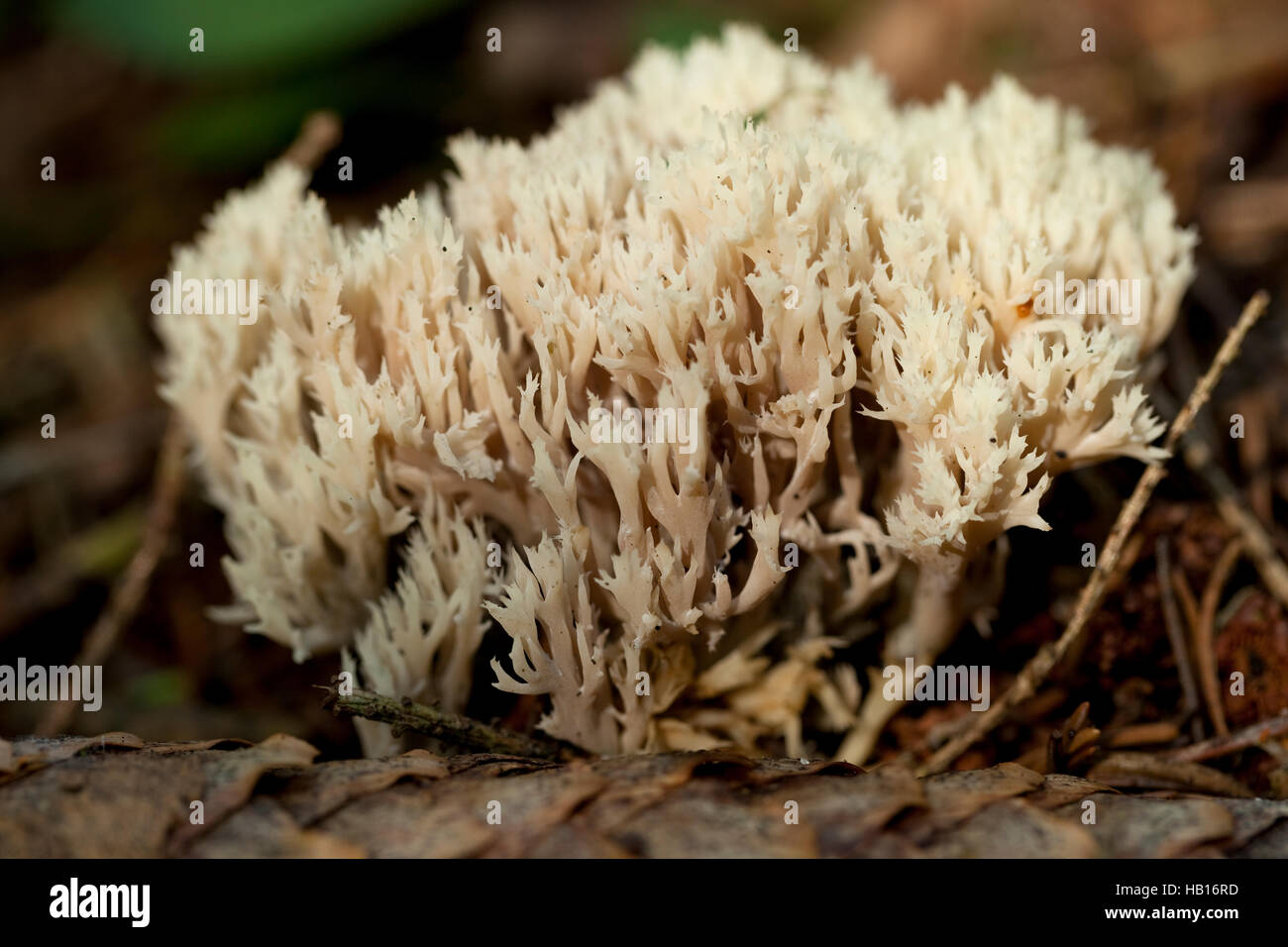 Corallo commestibile fungo(Ramaria stricta) sulla foglia secca Foto Stock